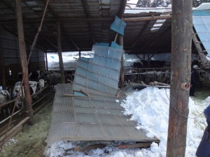 雪の重みで屋根が崩落した牛舎。乳牛は吹きさらしの状態のまま。