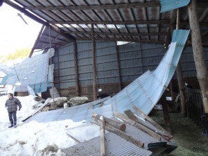 雪の重みで屋根が崩落した牛舎。