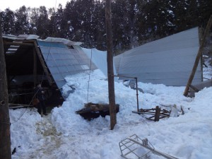 雪の重みで屋根が崩落した牛舎。雪の下には、お産を控えた1頭を含む5,6頭の乳牛が下敷きになっている。
