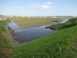 渋井川のすぐ隣りにある田んぼ。いまも稲穂まで浸水したまま＝大崎市西荒井地区